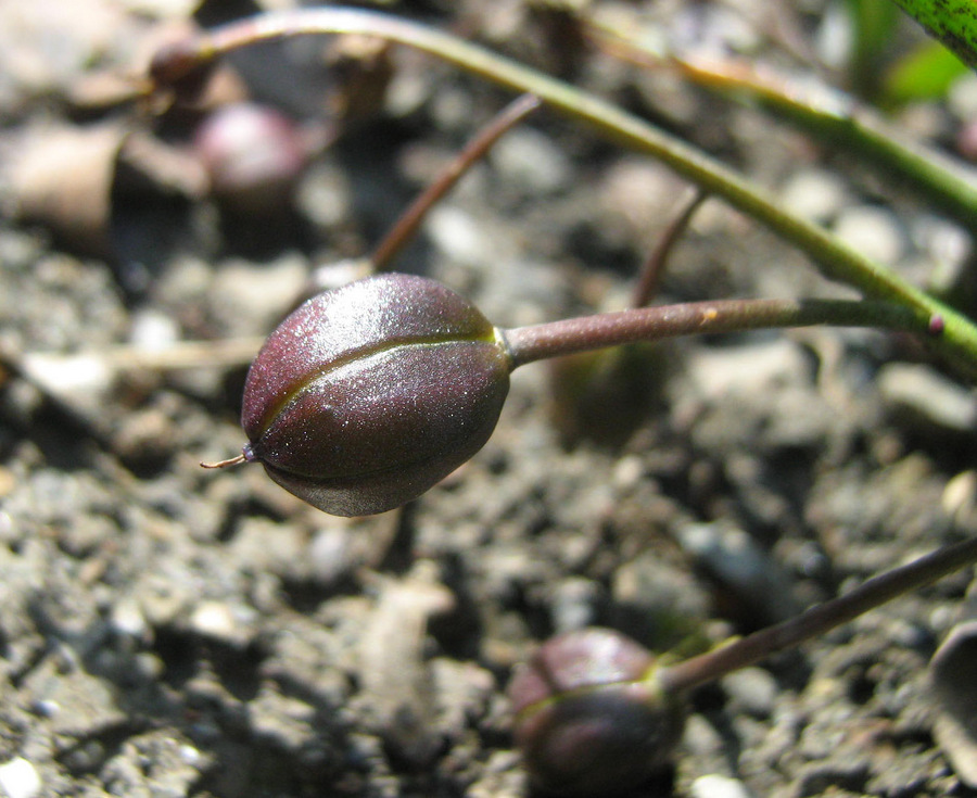 Image of Scilla bifolia specimen.