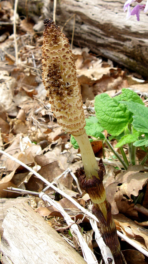 Image of Equisetum telmateia specimen.