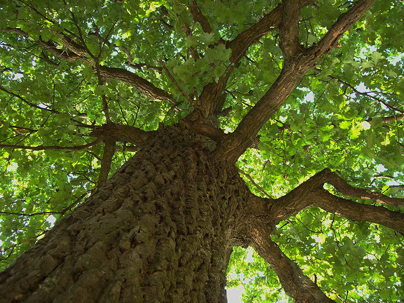 Image of Quercus robur specimen.