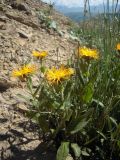 Inula orientalis