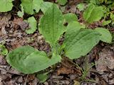 Plantago major