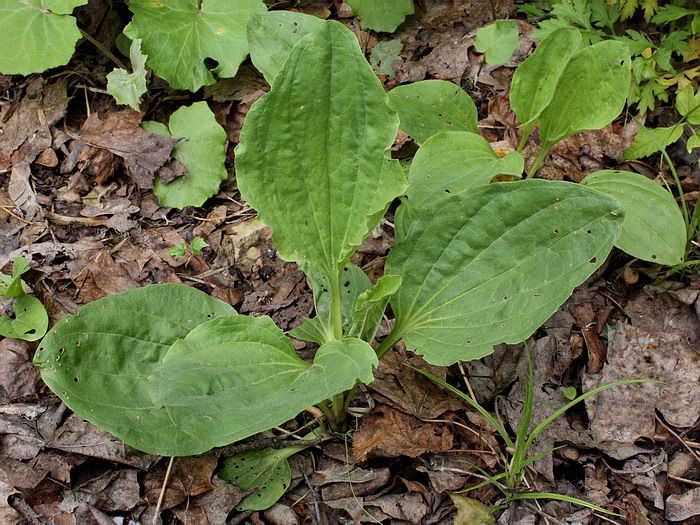 Image of Plantago major specimen.