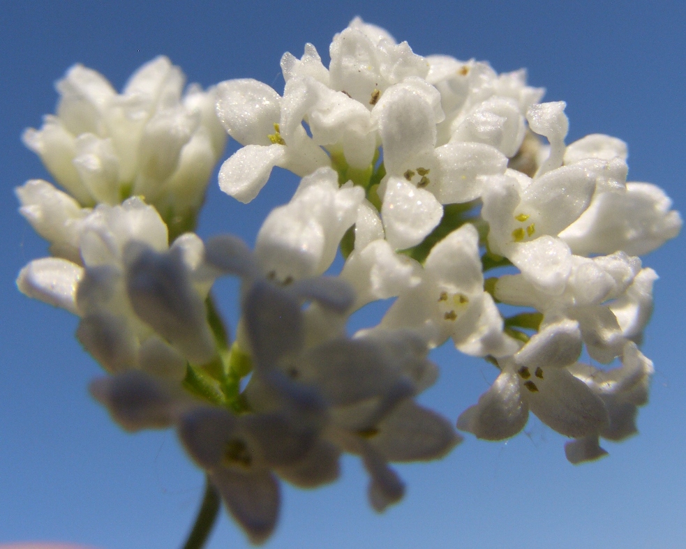 Image of Galium triandrum specimen.