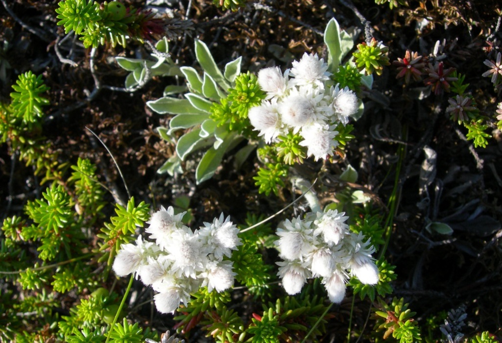 Image of Antennaria dioica specimen.