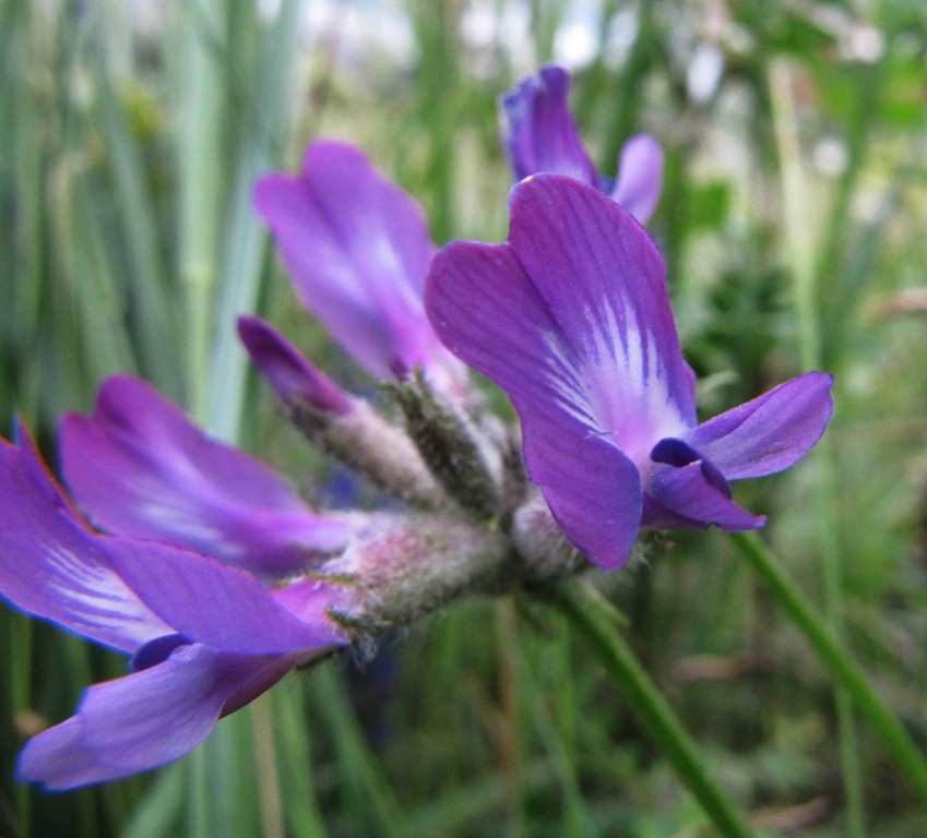 Изображение особи Astragalus suffruticosus.