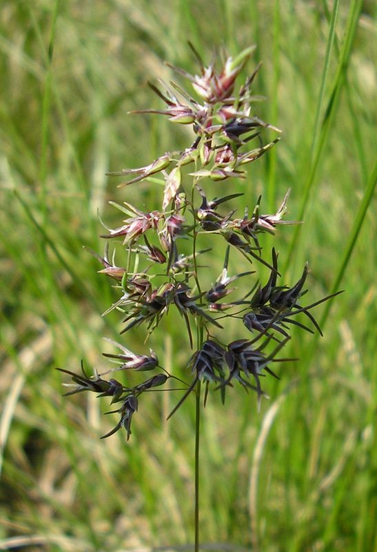 Image of Poa bulbosa ssp. vivipara specimen.