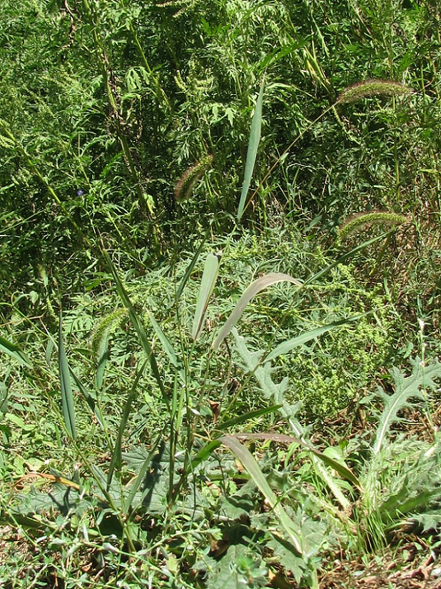 Image of Setaria viridis specimen.