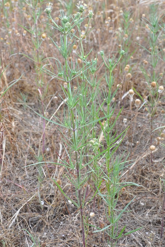 Изображение особи Plantago arenaria.