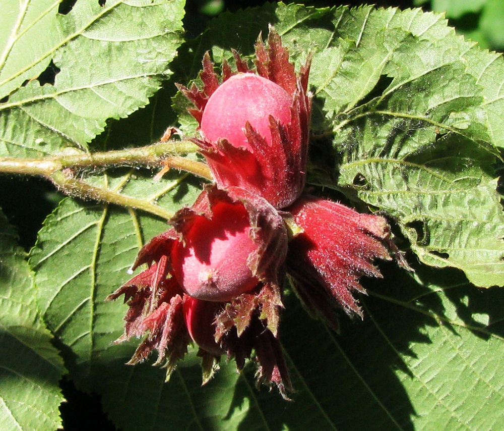 Изображение особи Corylus maxima.