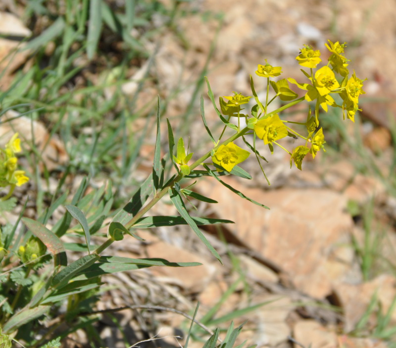 Image of Euphorbia iberica specimen.