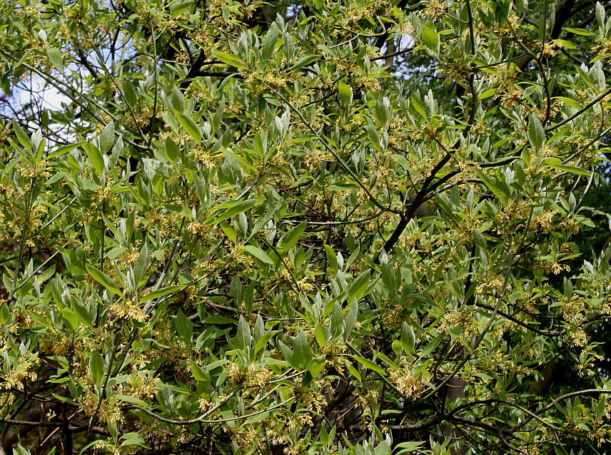 Image of Sassafras albidum specimen.