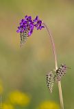 Salvia nutans. Верхушка растения с соцветиями. Ростовская обл., Аксайский р-н, окр. хут. Александровка. 14.05.2011.