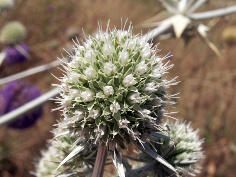 Изображение особи Eryngium macrocalyx.