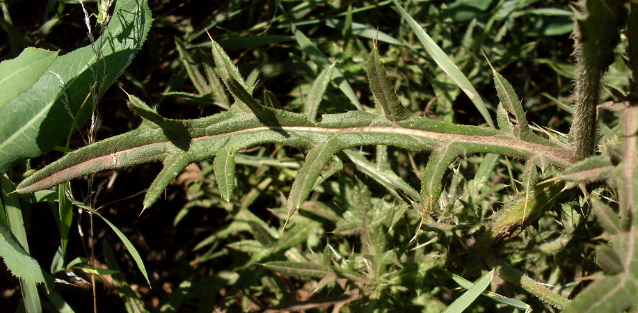 Изображение особи Cirsium vulgare.