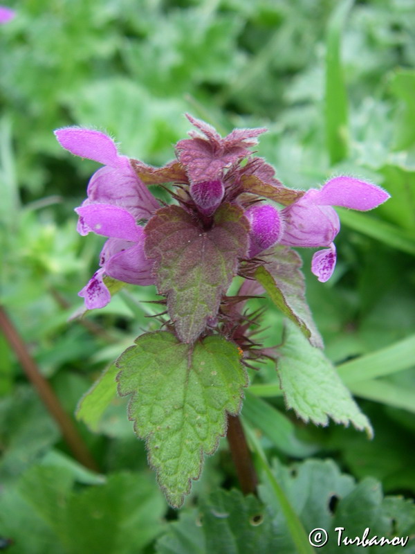 Image of Lamium purpureum specimen.