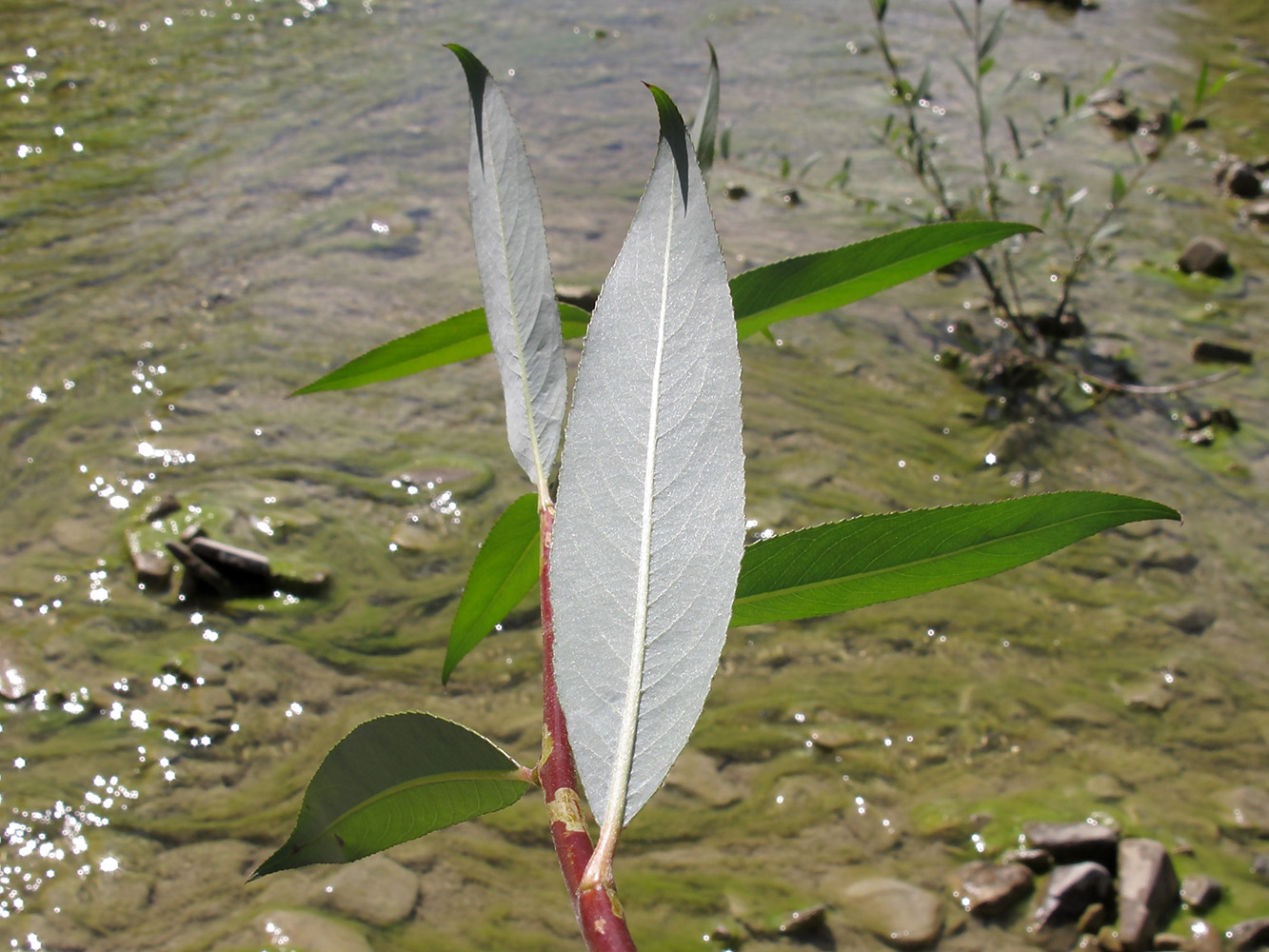 Image of genus Salix specimen.