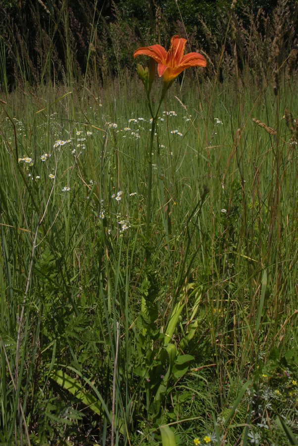 Image of Hemerocallis fulva specimen.