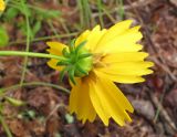 genus Coreopsis. Соцветие (вид со стороны обёртки). Владивосток, Ботанический сад-институт ДВО РАН. 28 сентября 2013 г.