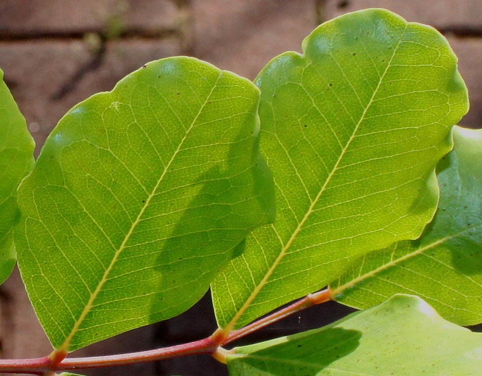 Изображение особи Ceratonia siliqua.