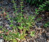 Berberis darwinii