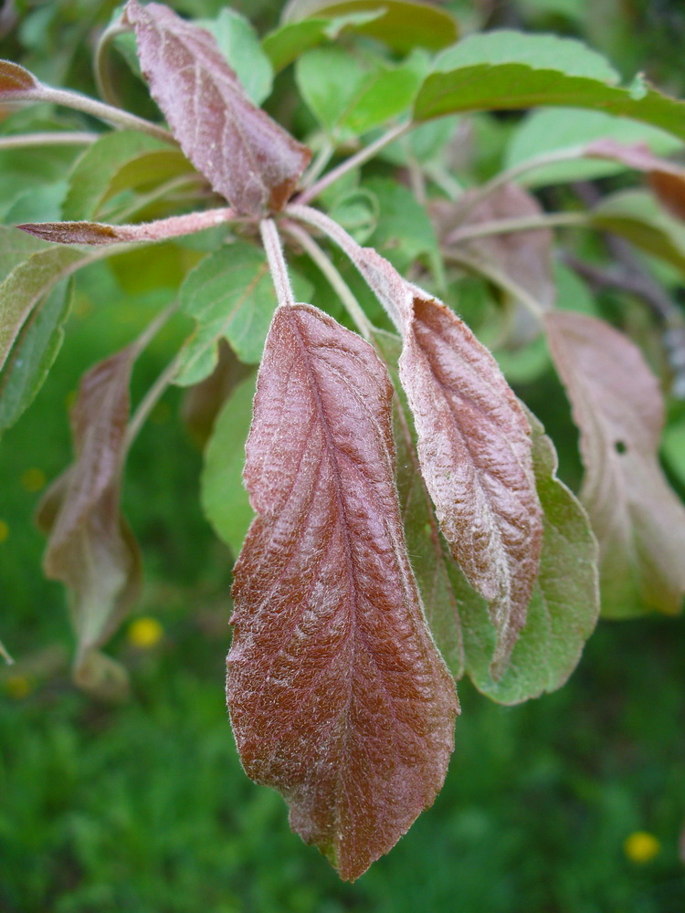 Image of Malus niedzwetzkyana specimen.