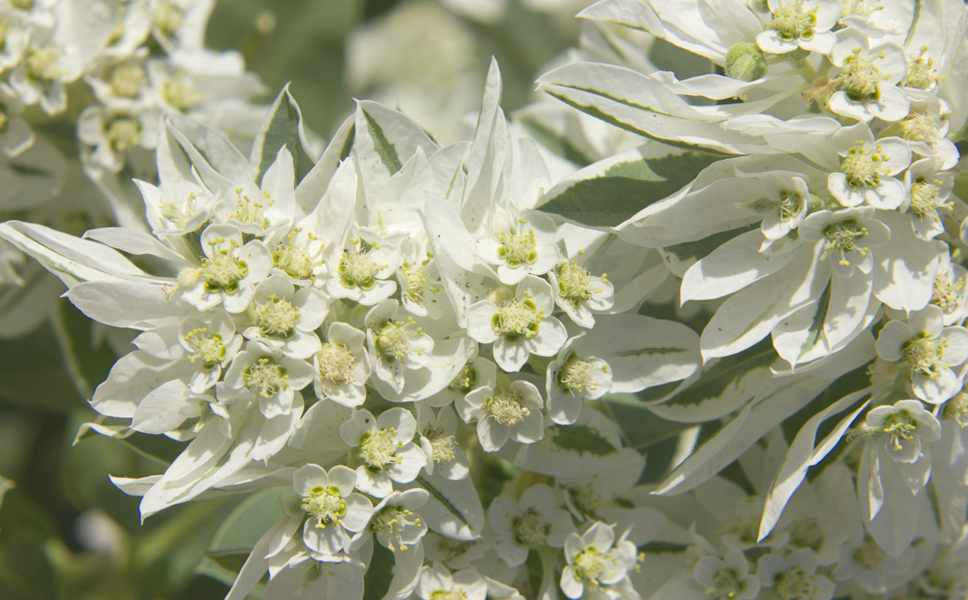 Изображение особи Euphorbia marginata.