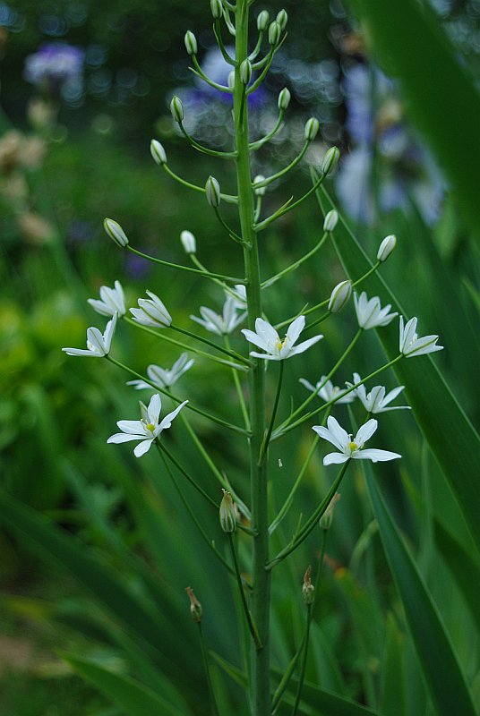 Image of Ornithogalum shelkovnikovii specimen.