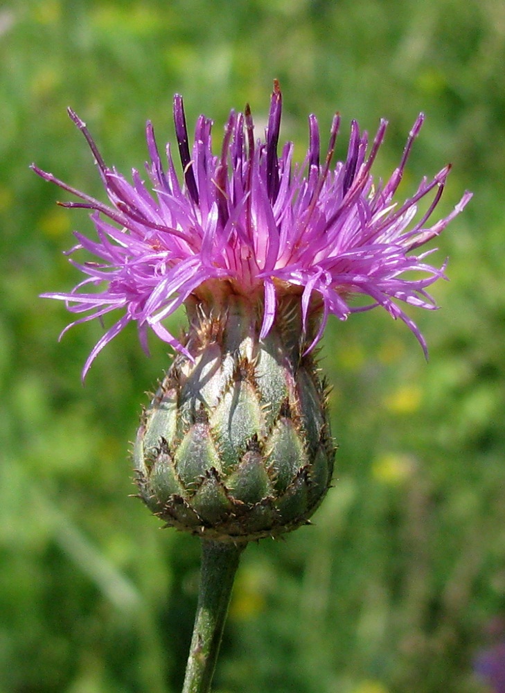 Изображение особи Centaurea adpressa.