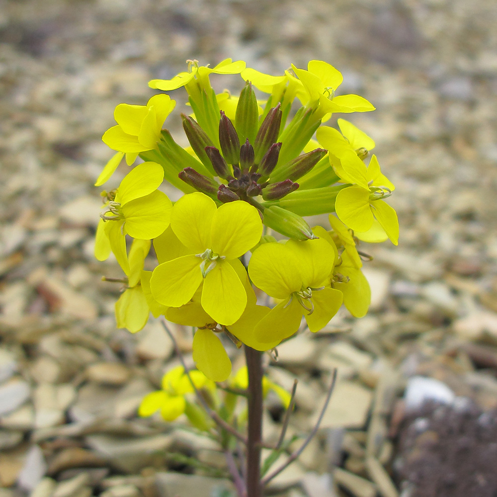 Изображение особи Erysimum callicarpum.