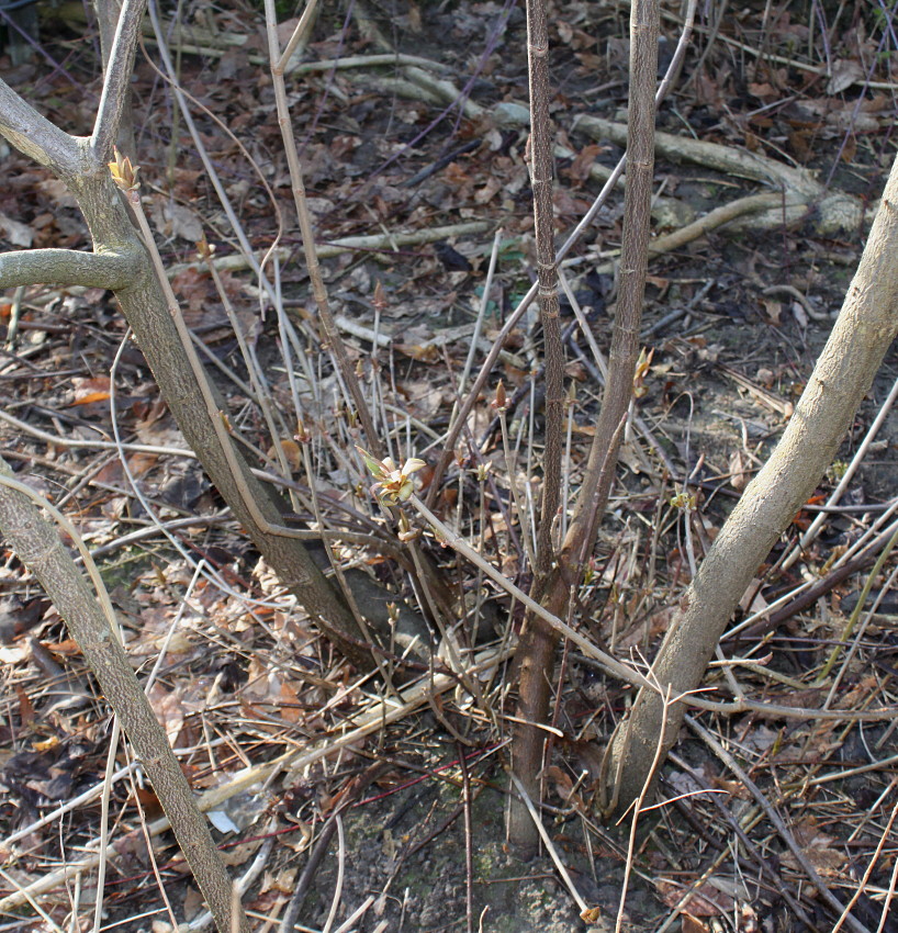 Image of Aesculus parviflora specimen.