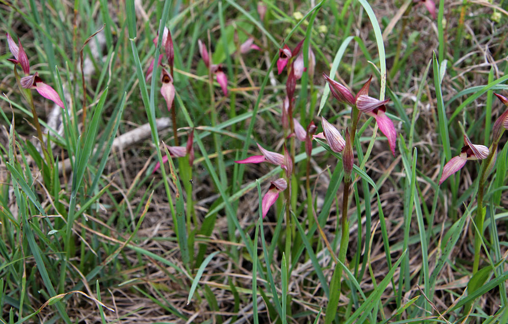 Image of Serapias lingua specimen.