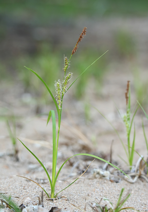 Image of genus Carex specimen.