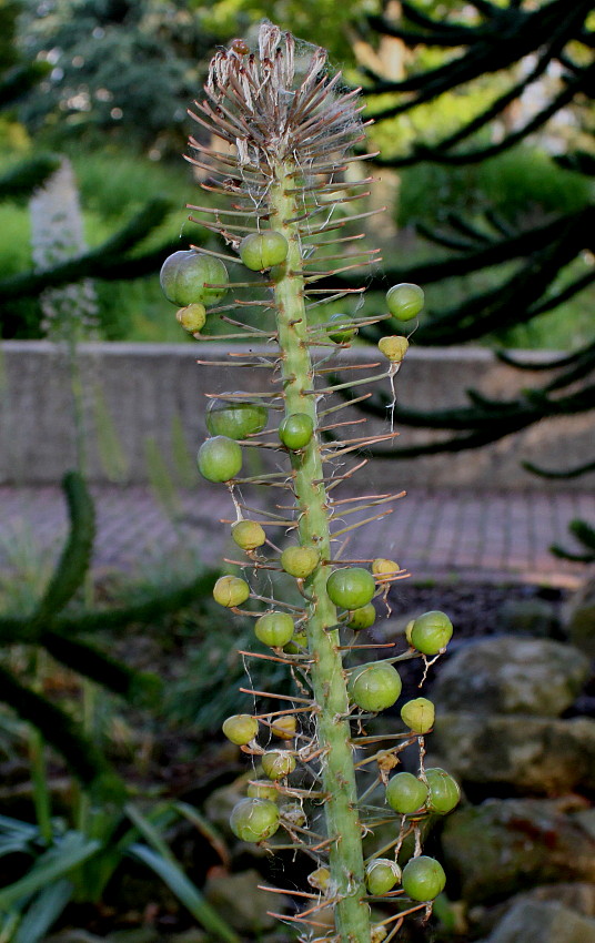 Изображение особи Eremurus himalaicus.