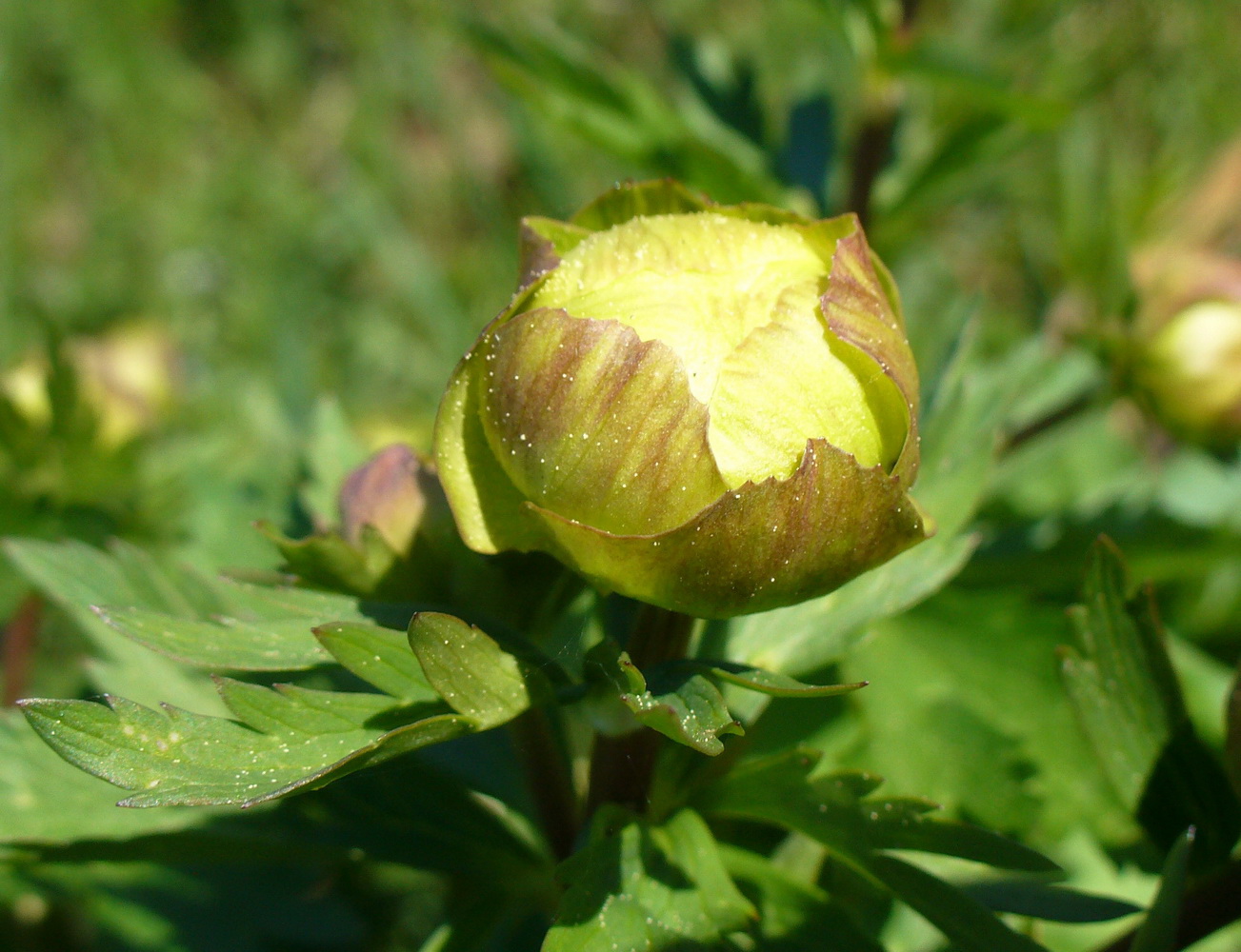 Image of Trollius europaeus specimen.