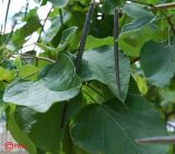 Catalpa bignonioides