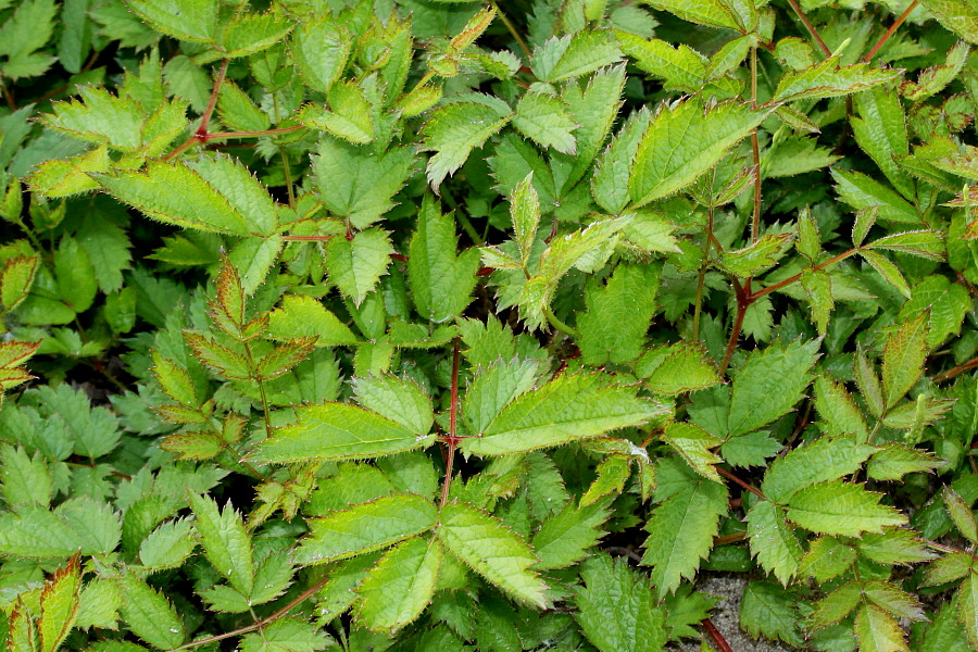 Image of Astilbe chinensis specimen.