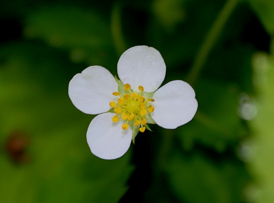 Изображение особи Fragaria virginiana.