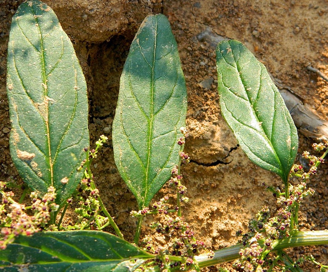 Изображение особи Lipandra polysperma.