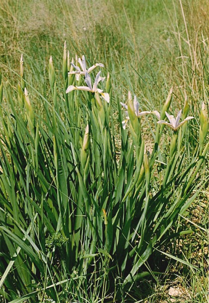 Изображение особи Iris pseudonotha.