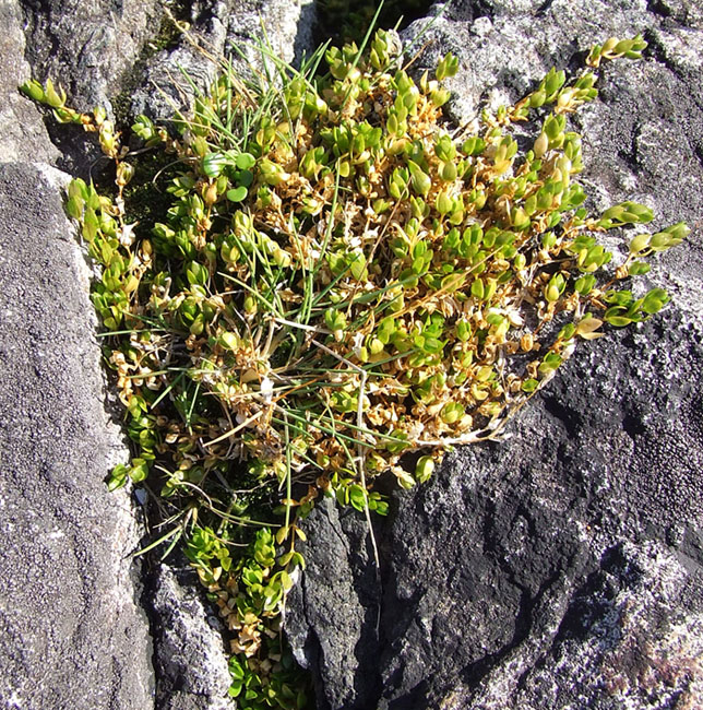 Image of Stellaria humifusa specimen.