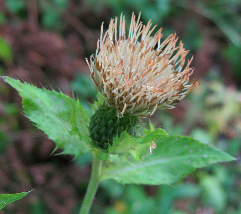 Image of Cirsium oleraceum specimen.