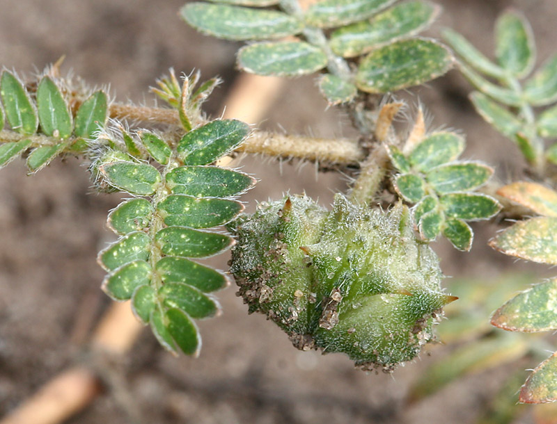 Изображение особи Tribulus terrestris.