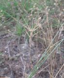 Aegilops ovata