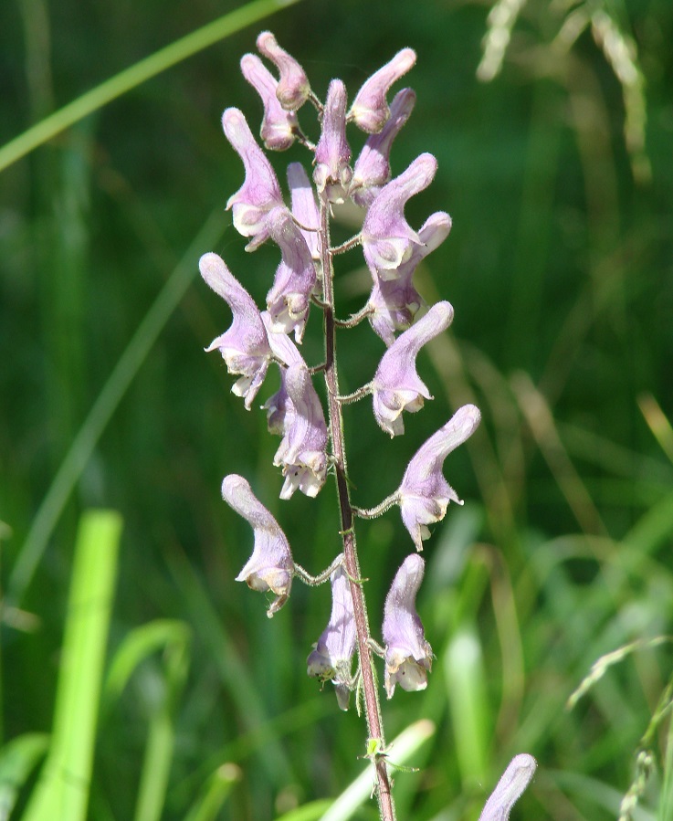 Image of Aconitum septentrionale specimen.