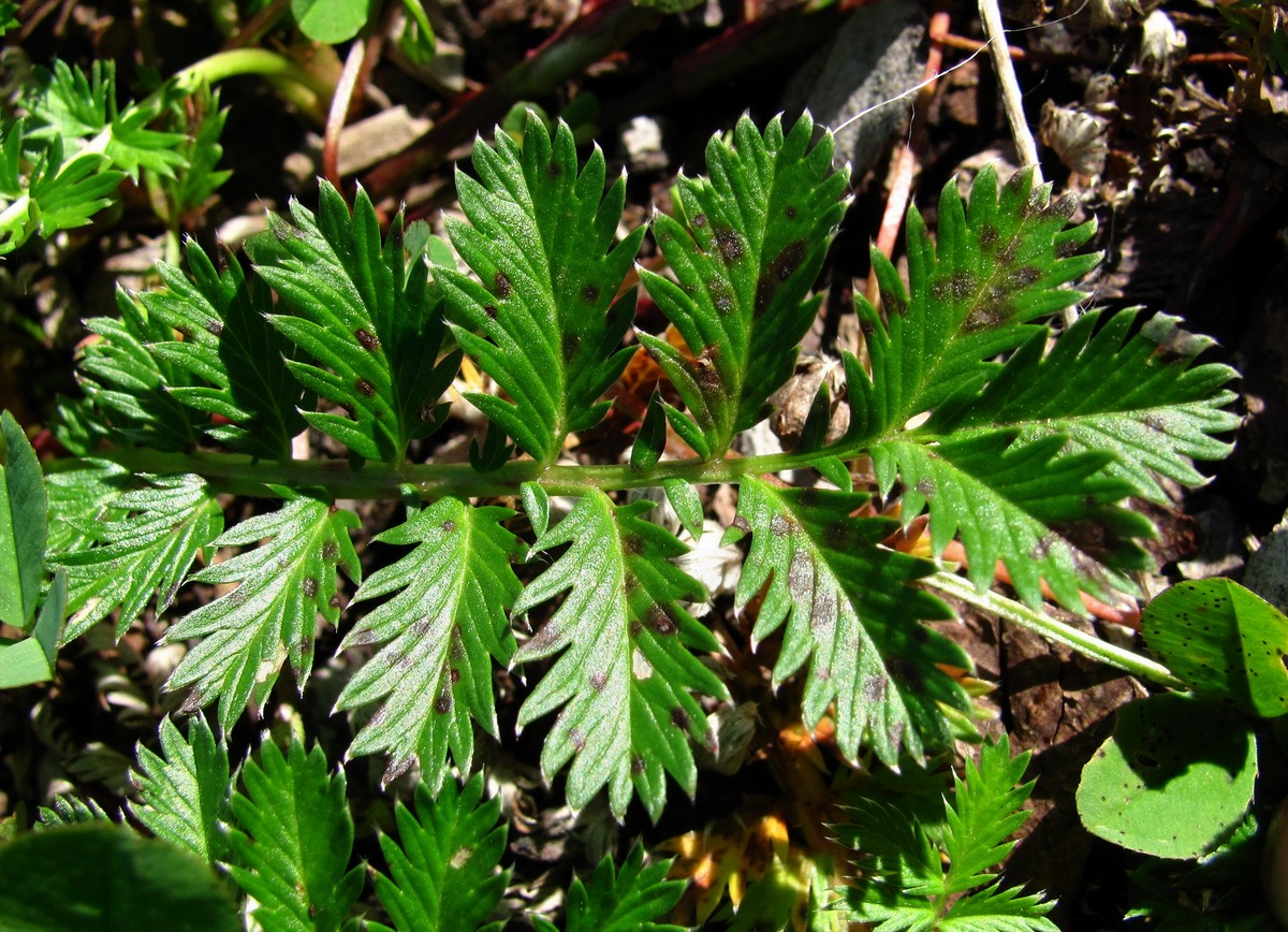 Image of Potentilla anserina specimen.