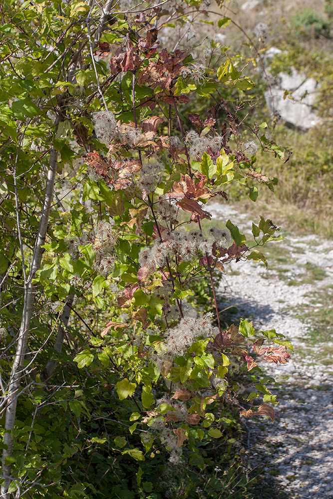 Image of Clematis vitalba specimen.