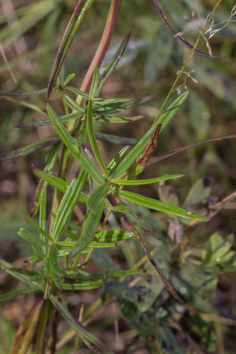 Изображение особи Dracocephalum ruyschiana.