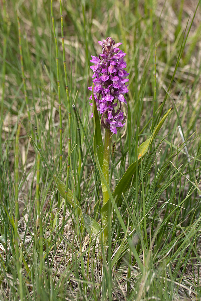 Изображение особи Dactylorhiza incarnata.