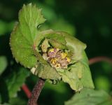 Ligularia dentata