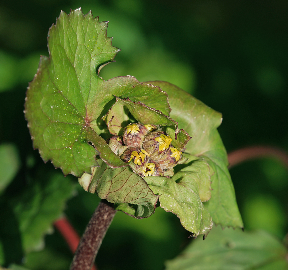 Изображение особи Ligularia dentata.